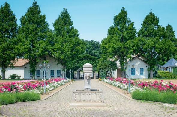 🌳 나뭇잎 사이로 비치는 햇살 숲의 이바라이도(코모레비모리노 이바라이도) 이미지 1
